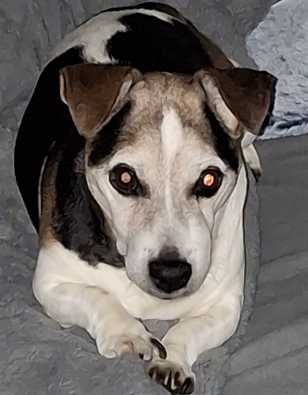 Toby