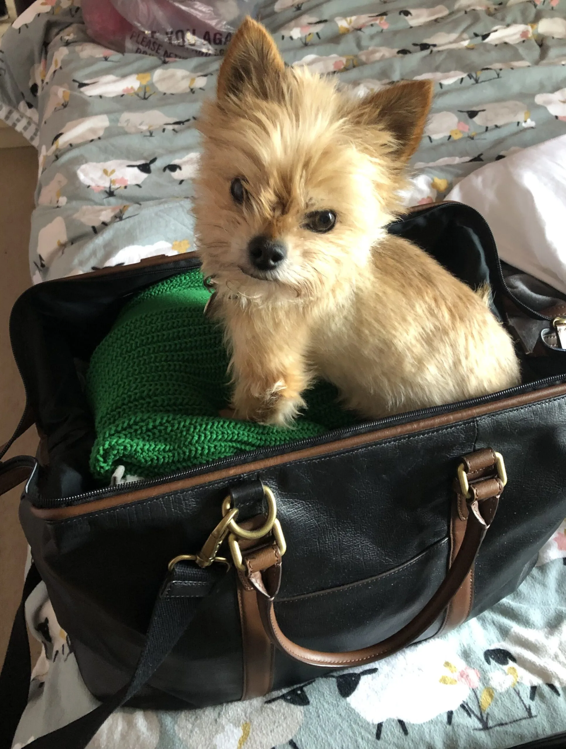 Tobi